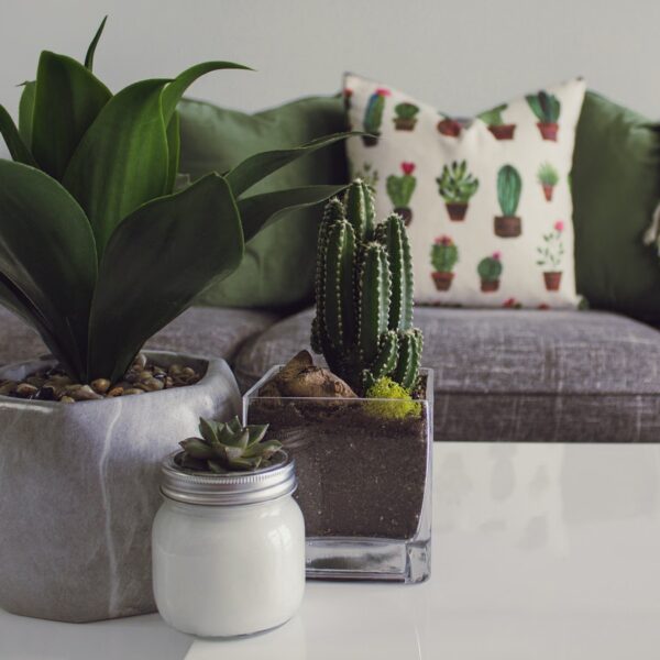 plants