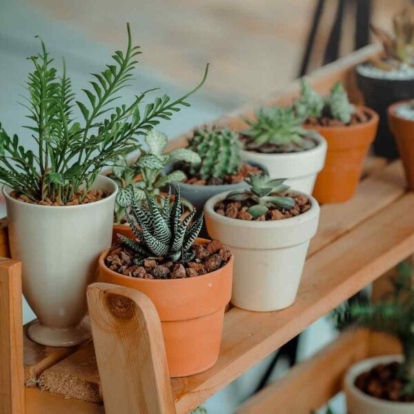 plants