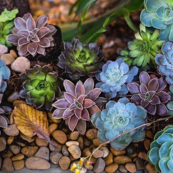 succulents