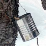 Unlock the Secret of Nordic Radiance with SKÖG: Birch Sap Brilliance
