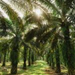 The Stories of Palm Oil’ a 5-part documentary series launched